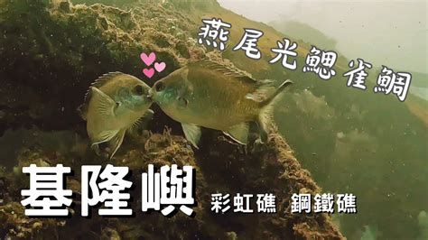 魚打架